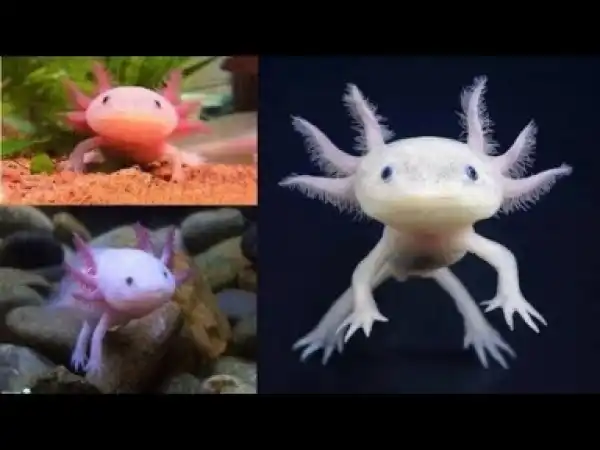 Video: EPIC Animals with Superhero Powers